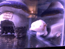 axolotl swim cute excited