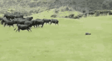 Gooooo GIF - Cow Cows Run GIFs