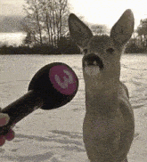 a person is holding a microphone with the letter g on it in front of a deer in the snow