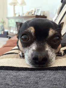 a close up of a chihuahua laying on a blanket