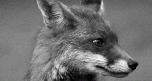 silver fox gif