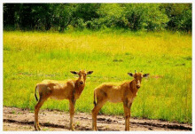 Antelope Swara GIF - Antelope Swara GIFs