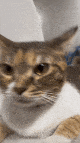Cat Starcat GIF - Cat Starcat Popipopo GIFs