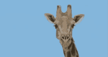 Wink Giraffe GIF - Wink Giraffe Hey GIFs