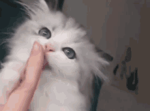 Cat Lick GIF - Cat Lick Pet GIFs