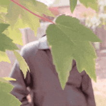 a person is standing behind a tree with leaves .