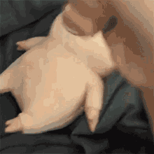 Pig Fist GIF - Pig Fist Angry GIFs