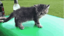 Drunk Cat Cat GIF - Drunk Cat Cat Fall GIFs