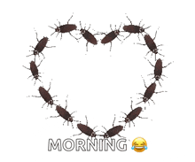 Hearts Formation Cockroach GIF