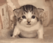 a picture of a cat with the words lubbers tho