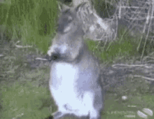 Wild Animals Kangaroo GIF - Wild Animals Kangaroo Steal GIFs