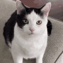 Cat Cats GIF - Cat Cats Cats Of The Worlds GIFs