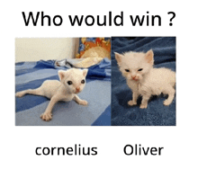 a picture of a kitten next to a picture of a kitten with the words " who would win " at the top