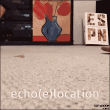 Echolocation Echoelocation GIF - Echolocation Echoelocation Cat GIFs