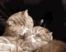 Cat Lick GIF - Cat Lick Clean GIFs