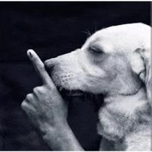 a black and white photo of a person holding a dog 's nose with their finger .