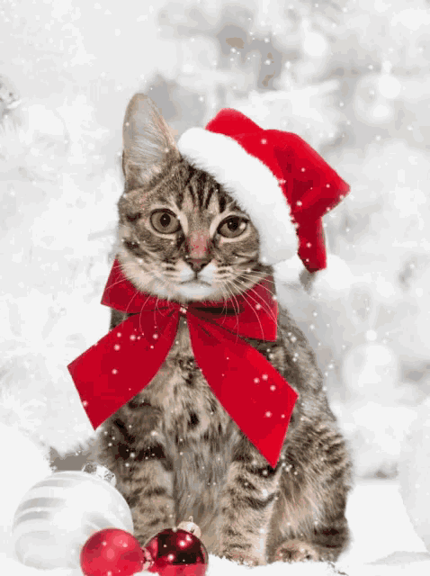 Cat with hotsell xmas hat