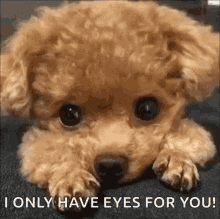 Puppy Dog GIF - Puppy Dog Cute GIFs