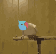 a white parrot with a blue head and a red beak