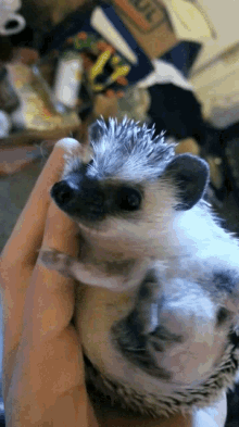 Hedgehog Snuggle GIF - Hedgehog Snuggle Time GIFs