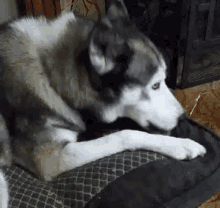 Female Husky Dogs GIF - Female Husky Dogs Licking GIFs