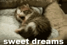 Sweet Dreams GIF - Cat Kitten Sleep GIFs