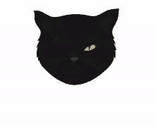 cat kitty black cat face one eyed