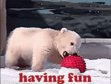 Having Fun Polar Bear GIF - Having Fun Polar Bear Red Ball GIFs