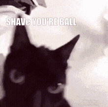 Shave Ball GIF - Shave Ball GIFs