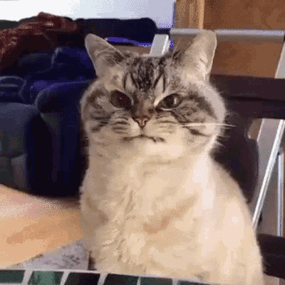 Incomprehensible Rage Rage GIF - Incomprehensible Rage Rage Cat - Discover  & Share GIFs