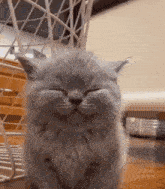 a gray cat with its eyes closed is sitting on a wooden floor