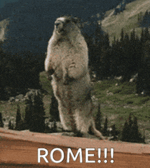 a ground squirrel standing on its hind legs with the words rome written on the bottom