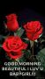 Roses Flowers GIF - Roses Flowers Moving GIFs