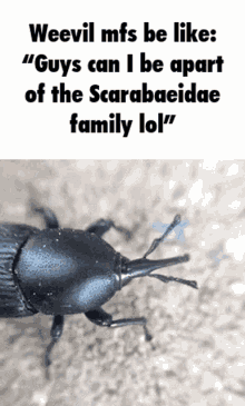 Weevil Scarab GIF - Weevil Scarab Beetle GIFs