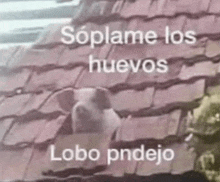 a cat is sitting on top of a roof with the words soplame los huevos lobo pndejo written on it