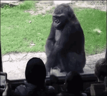 GIF