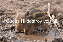 a picture of a pig with the words " guess i 'll destroy you all " below it