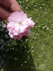Wind Flowers GIF - Wind Flowers GIFs