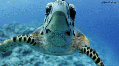 animated sea turtle gif