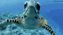 Sea Turtle GIF - Sea Turtle Ocean GIFs
