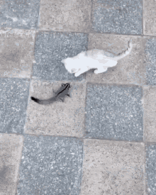 Cat Animals GIF - Cat Animals Fight GIFs