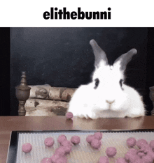 Bunny Rabbit GIF - Bunny Rabbit Elithebunni GIFs