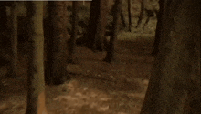 a dark forest with lots of trees and a path