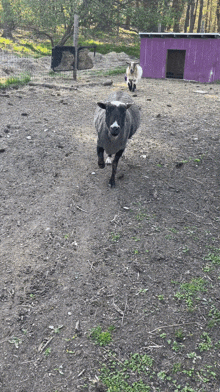 Sheep Run GIF - Sheep Run Running GIFs