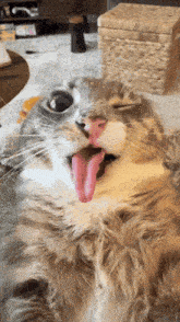 a cat with its tongue hanging out laying on the floor