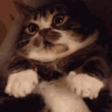 Belly Rubs Cat Cat Belly Rub GIF - Belly Rubs Cat Cat Belly Rub Belly Rub GIFs