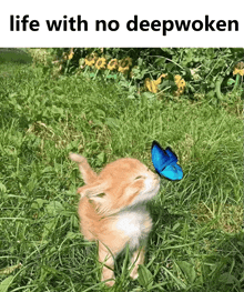 a kitten smelling a blue butterfly in the grass with the caption life with no deepwoken