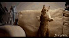 Get Your Groove On! GIF - Cats Dance Cute GIFs