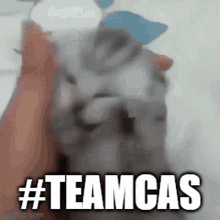 Teamcas Cat GIF - Teamcas Cat Screaming GIFs