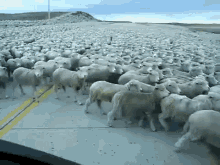 sheep road blocked sea of sheep flock